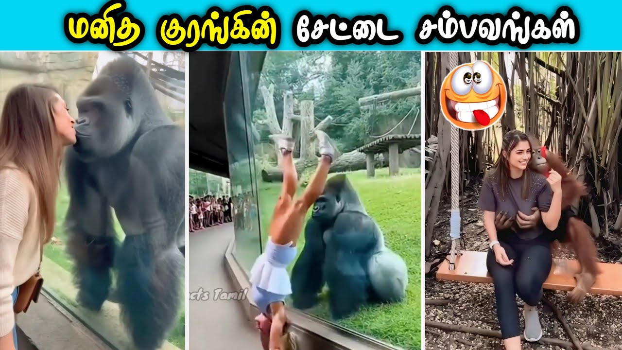 குடுத்து வச்ச குரங்குகள் 😜 