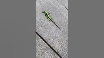 Frozen Iguanas Falling From Trees Becoming Florida