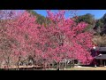 【南投.奧萬大】賞櫻花|奧萬大吊橋 2021