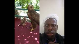 Falcon thinks the eagle is his mother and asks her to feed him 😱🦅
