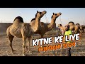 3 camel kitne ke liye  lahore camel mandi  lahore mandi me camel hi camel 