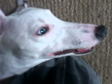 whippet with blue eyes