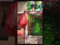 Jasa Vertical Garden Kediri || Taman Vertikal Garden Murah ||  Proses Pembuatan Vertical & Relief