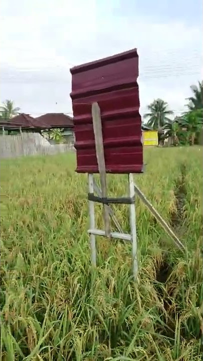 Alat penggedor burut pipit di sawah..... insyalloh sanggat efektif murah dan bisa dipakai berulang
