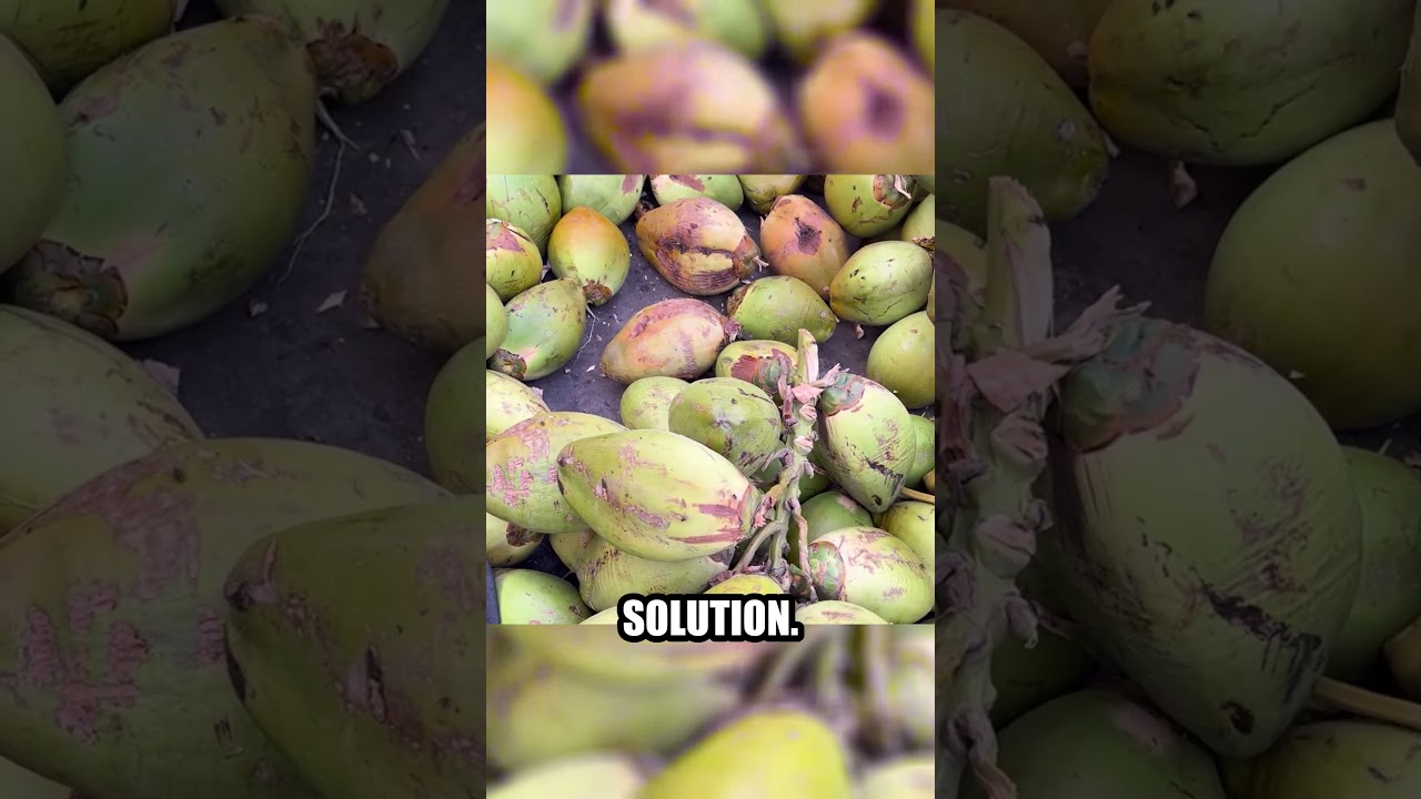 Why Coconut Water is the Ultimate Natural Hydration Powerhouse