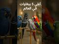 شاهد اغلي 5 ببغاوات في العالم بغبغاء ببغاء mp3