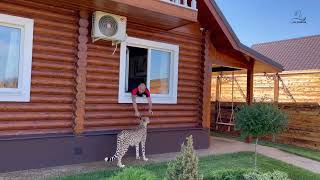 Cheetah on the hunt! The magic sound of a cup of food!