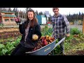 Harvesting 200 LBS of Potatoes | Gardening in Alaska