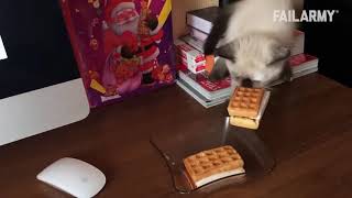 funny cat compilation   failarmy   a cat with infinite rizz