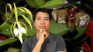 Intenté crear mi primera Orquídea Híbrida y este fue el resultado