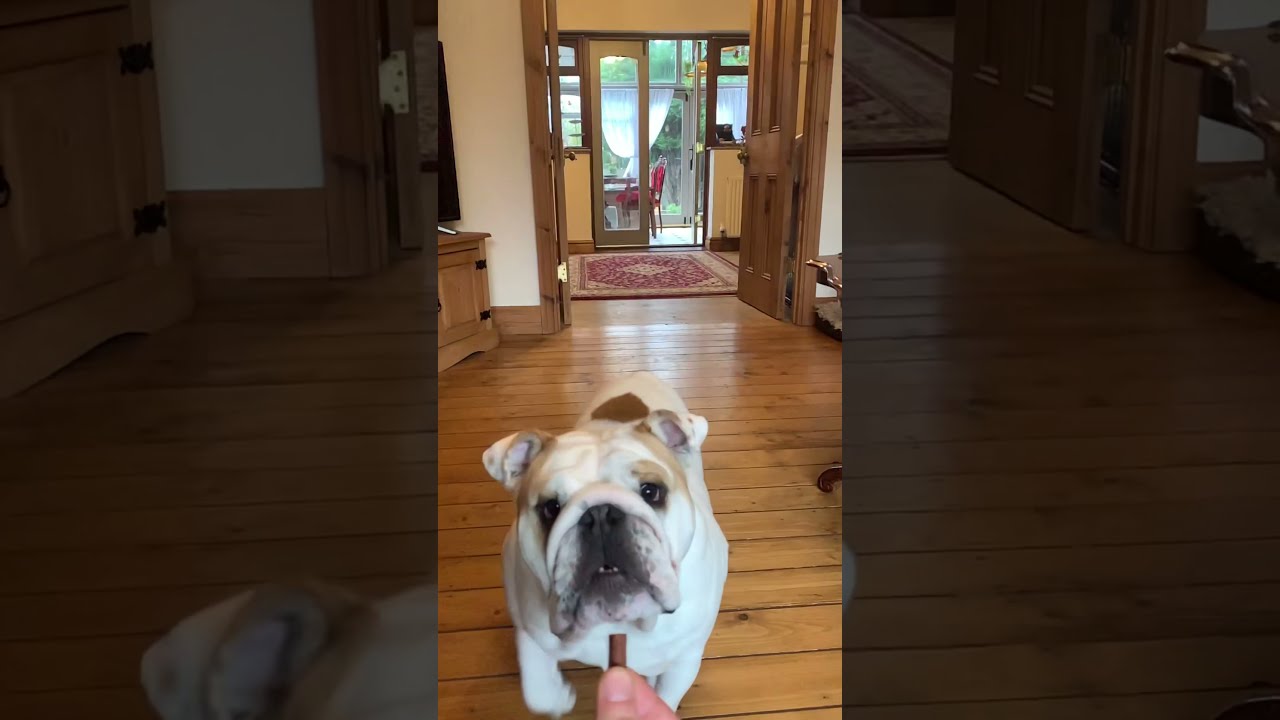 Fat Puppy English Bulldog SLOW MOTION SPRINT for a treat (misses treat)