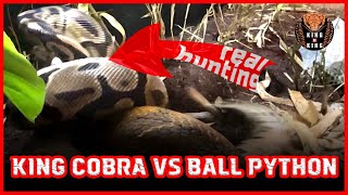 King Cobra vs Ball Python ( king cobra , ball python ) 킹코브라 vs 파이썬 snake video by King of King - king cobra keeper 153,172 views 2 years ago 6 minutes, 11 seconds