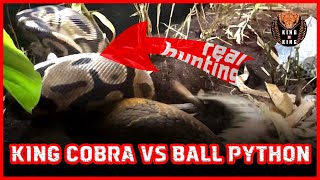 King Cobra vs Ball Python ( king cobra , ball python ) 킹코브라 vs 파이썬 snake video