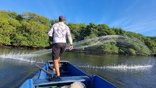 ENCONTREI GRANDES PEIXE NA TARRAFA NO MANGUEZAL ! Pescaria com tarrafa gigante!