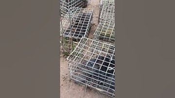 Bẩy chuột cống nhum dính con nào con nấy ú nu thấy mê #sanbatbatri