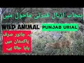 punjab urial in natural habitat | wild animal | forest guard