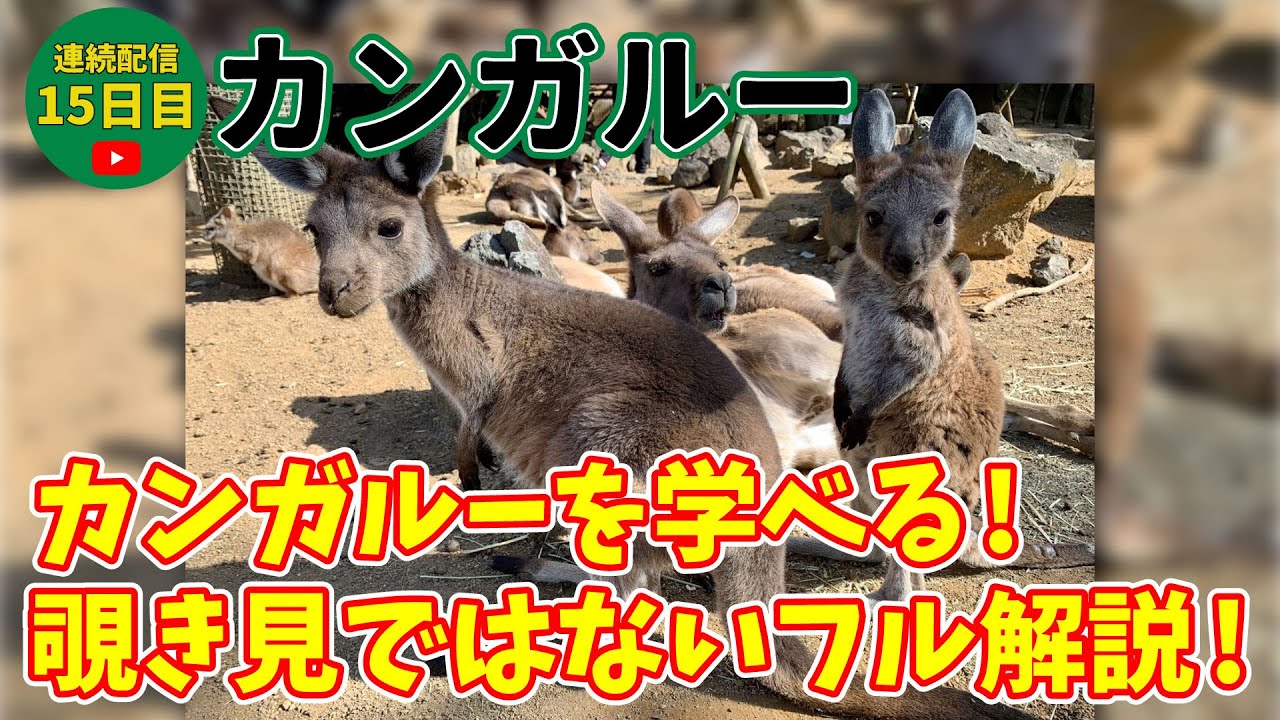 連続配信15日目 覗き見動物生配信アーカイブ カンガルー Youtube