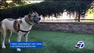 Meet This Weeks Perfect Pet Kimo