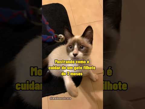 Vídeo: 3 maneiras de verificar se há piolhos de ouvido em gatos