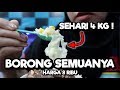 BORONG SEMUA !! 4 KG SEHARI BARU JUALAN 10 HARI #639