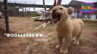 Cute Moments Of Lion Cubs Roar Meow Calling And Playing - Adorable Baby Lion
