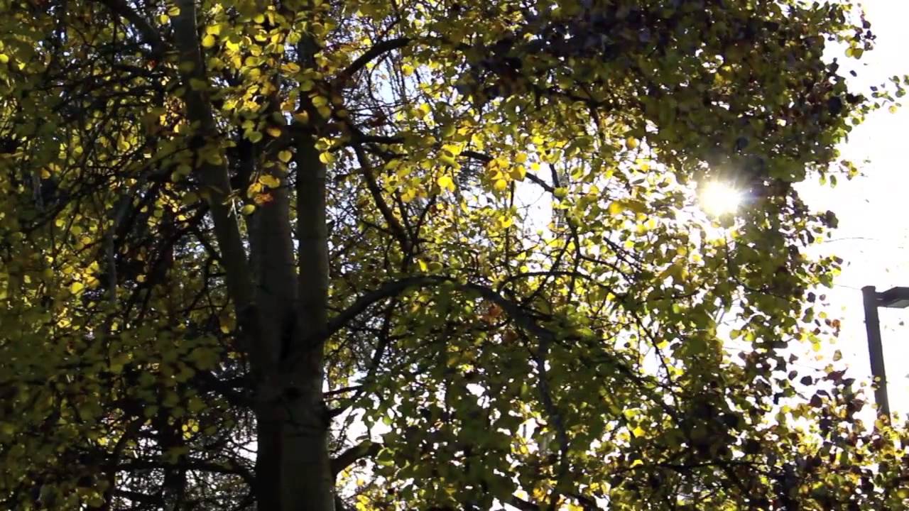 Image Bearer: a film