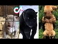 Pitbulls are badass and cute  tiktok compilation 2