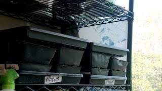 Microgreens Experiments - Sowing Rates #8: Crop Check