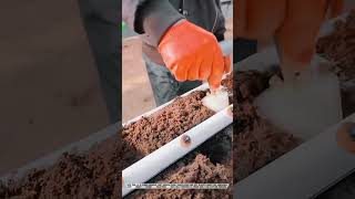 Multi-Tiered Vertical Farming Innovation For Modern Strawberry Cultivation