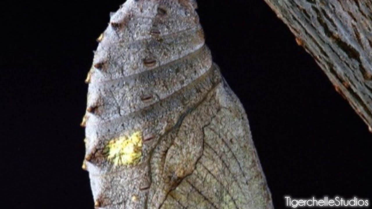 Metamorphosis Instrumental Metamorphosis (Instrumental) - YouTube