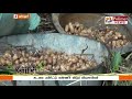 கடலை பயிரிட்டு கண்ணீர் விடும் விவசாயிகள்
