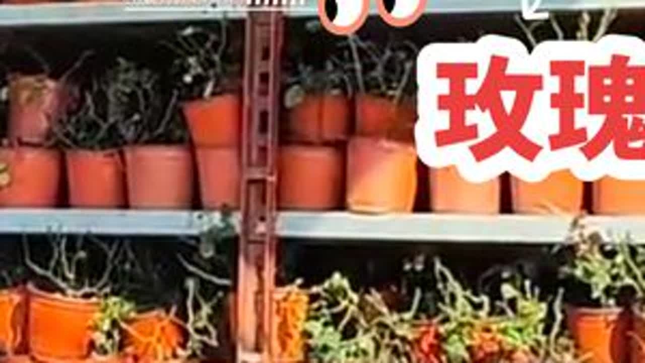 种地vlog day49合集，合力搬运4000盆玫瑰🌹小心呼碱（才发现之前发的不是高清，重新剪辑发一个)#种地吧少年 #相信土地的力量