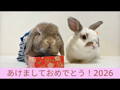 taremimi channel - YouTube