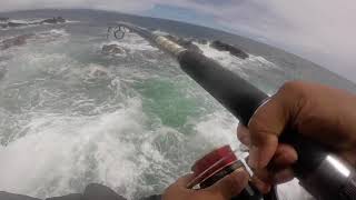 Omilu Catch & Release Live Bait Oama Action