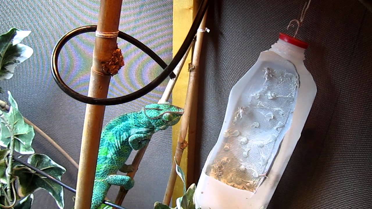 Nosy Faly X Ambanja Chameleon Feeding On Crickets Youtube