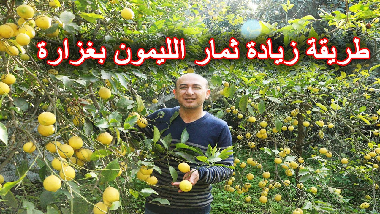 بهذه الطريقة تحصل على ثمار ليمون غزيرة