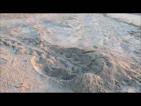 Loggerhead Sea Turtle Nest