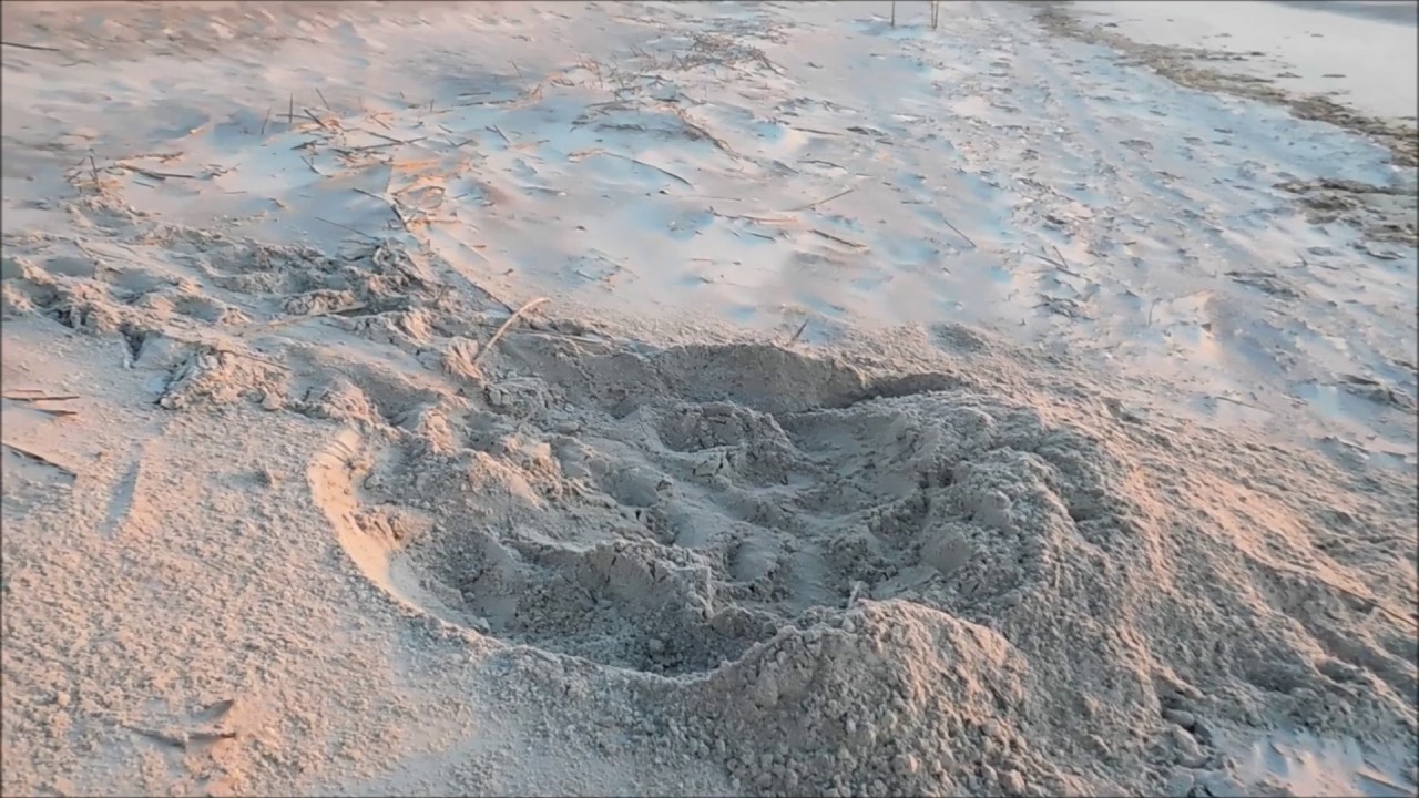 Loggerhead Sea Turtle Nest - YouTube