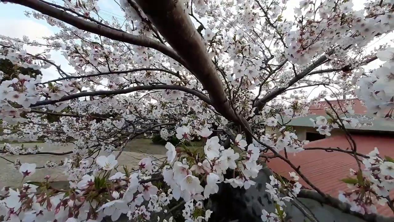 cherry blossom south korea, no copyright video cherry blossom