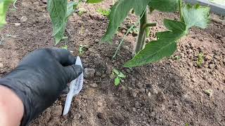 Формируем томаты с ограниченным и неограниченным ростом