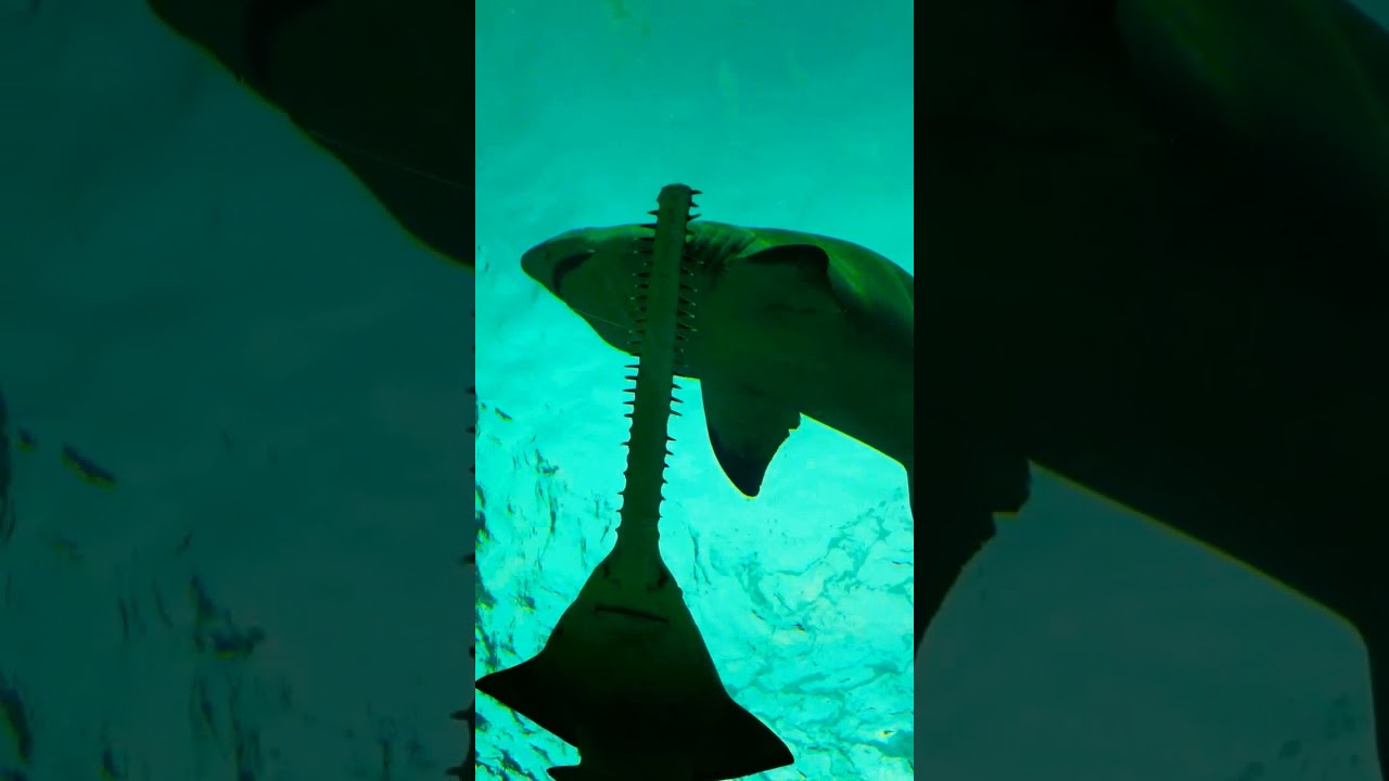 Shark Vs Sawfish... YouTube