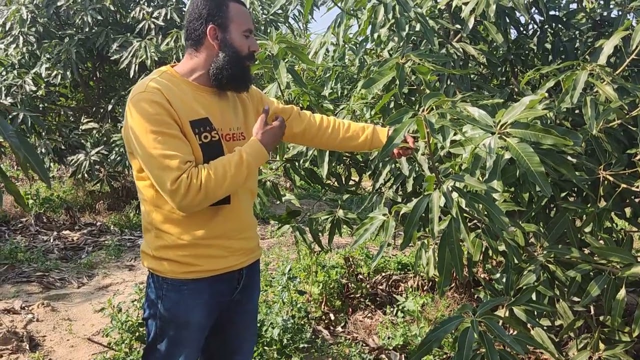 علاج التكتلات الزهريه وافضل برنامج تسميد ومكافحه للمانجو اثناء التزهير و اهميه عنصر الزنك