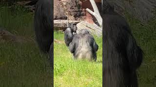 Where Is Michael Jackson’s Pet Chimp Bubbles Today?