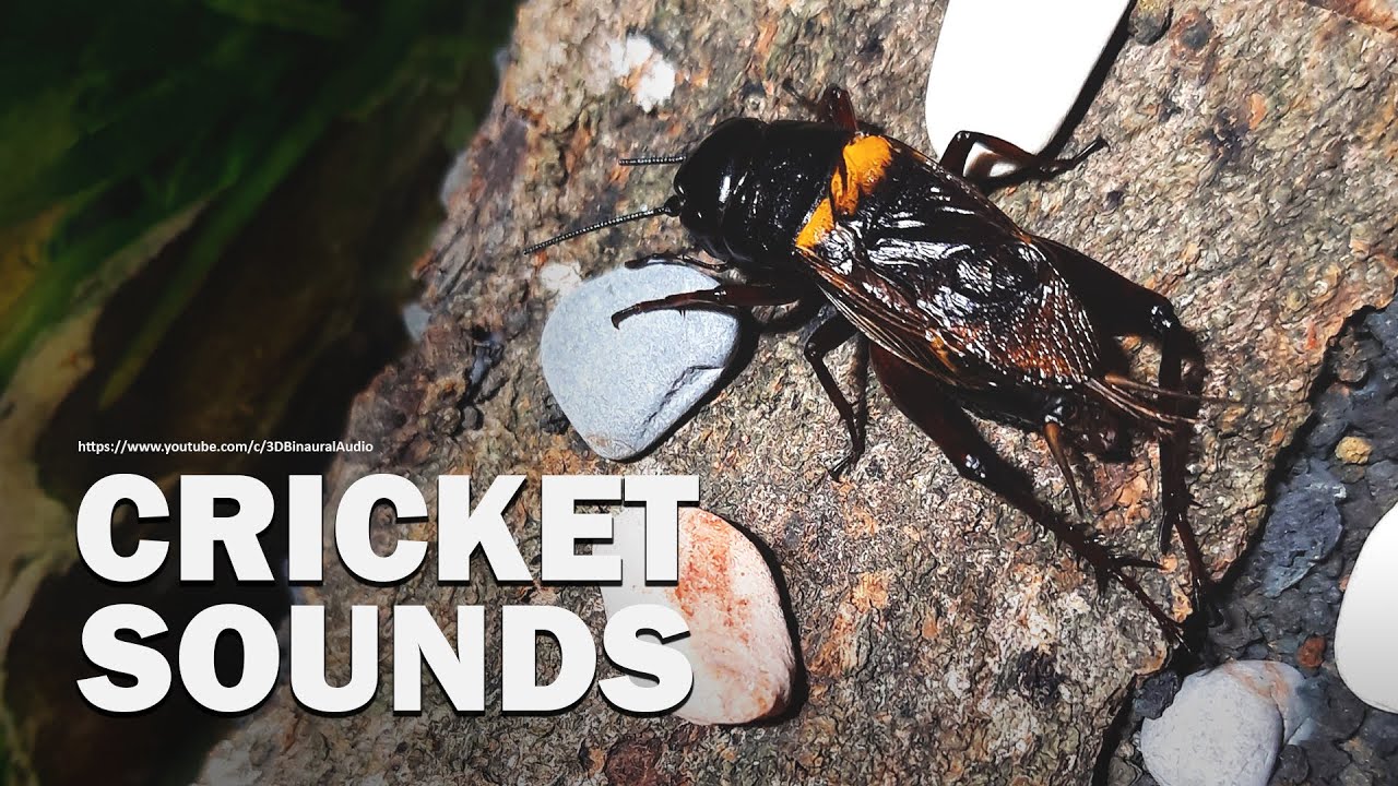 Crickets Sounds 4 Hours No Loops Real Sound Effect YouTube