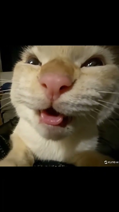 MU HEHEHEHE #cat #memes #hehe #shorts