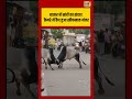 Viral Video | बाजार में सांडों का तांडव! कैमरे में कैद हुआ खौफनाक मंजर | #shorts