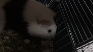 Baby Sitting Ginnea Pig