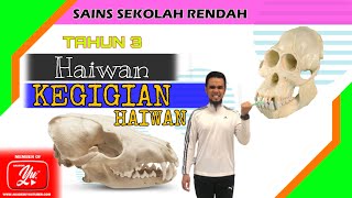 Sains Tahun 3: Kegigian Haiwan Sains Tahun 3: Kegigian Haiwan