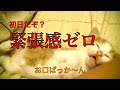 【猫記録150】警戒心ゼロな子猫 初日から爆睡
