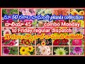 Daliya combo45 🌱📦  sunday to Friday regular dispatch 55 shades chamanthi saplings combo  9603481683 